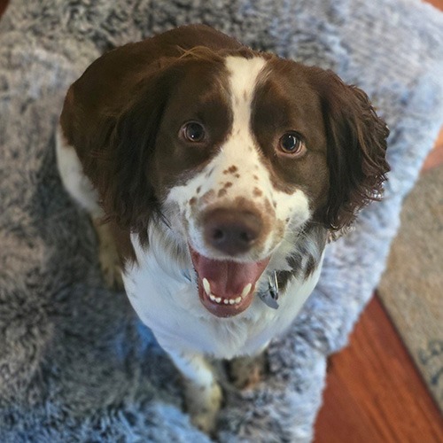 Frankie - Sams Dog